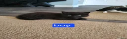 Mixed Breed cats for sale: Beautiful kittens looking for forever homes  - Advert 9
