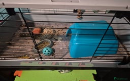 English rabbits for sale: Guinea pig - Image 2