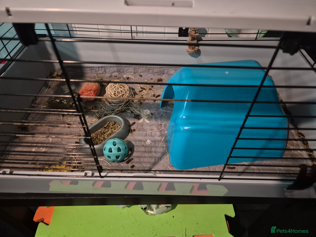 English rabbits for sale: Guinea pig - Image 2