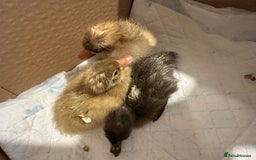 Ducks poultry for sale: 3 runner ducklings ducks Indian runner  - Image 3