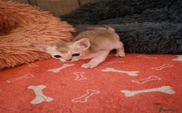 Singapura cats for sale: Stunning Singapura kittens  - Image 12