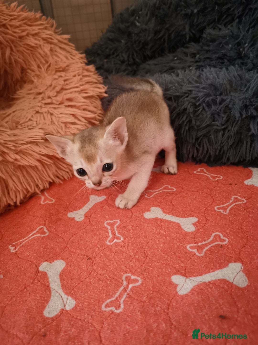 Singapura cats for sale: Stunning Singapura kittens  - Image 12