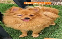Pomeranian dogs for sale: Tiny pomeranian puppies in Bolton - Image 5