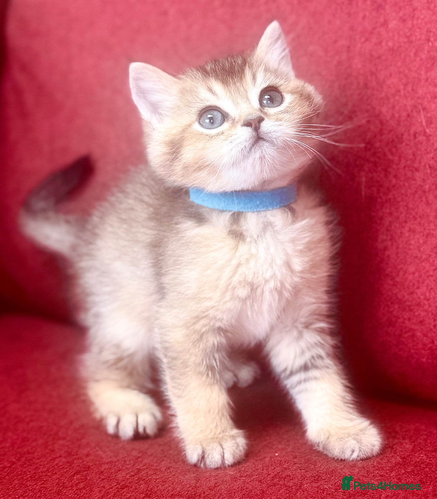 British Shorthair cats Friendliest Gold GCCF BSH boys - Advert 1