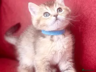 British Shorthair cats Friendliest Gold GCCF BSH boys - Advert 1