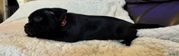 Staffordshire Bull Terrier dogs for sale: KC Staffordshire bull terrier pups for sale  - Advert 14