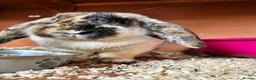 Dwarf Lop rabbits for sale: Dwarf lop for rehoming  - Advert 2
