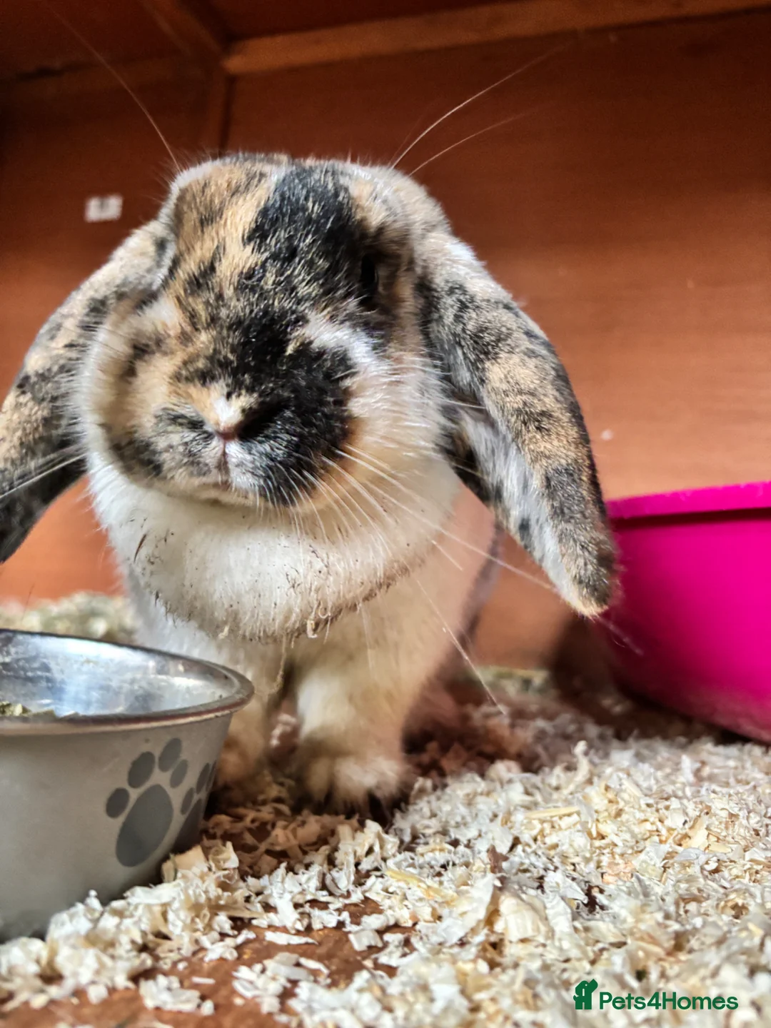 Dwarf Lop rabbits for sale: Dwarf lop for rehoming  - Advert 2