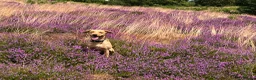 Labrador Retriever dogs for sale: Confident, Clever KC Labrador Puppies - Advert 2