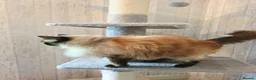 Ragdoll cats for sale: 3 Beautiful Ragdoll Cats  - Advert 7