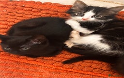 Mixed Breed cats for sale: 3 mixed female and 1 male  - Image 12