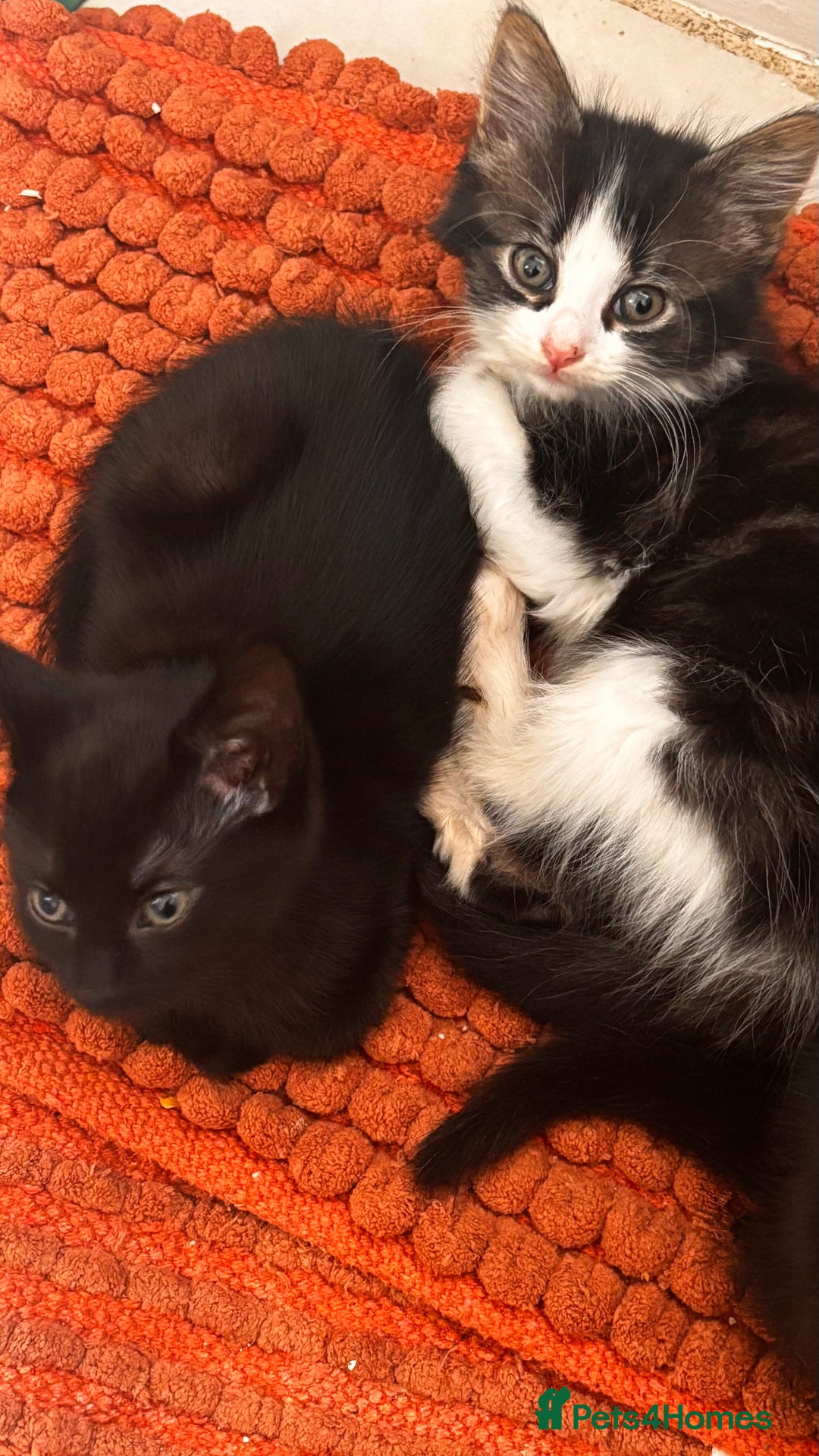 Mixed Breed cats for sale: 3 mixed female and 1 male  - Image 12