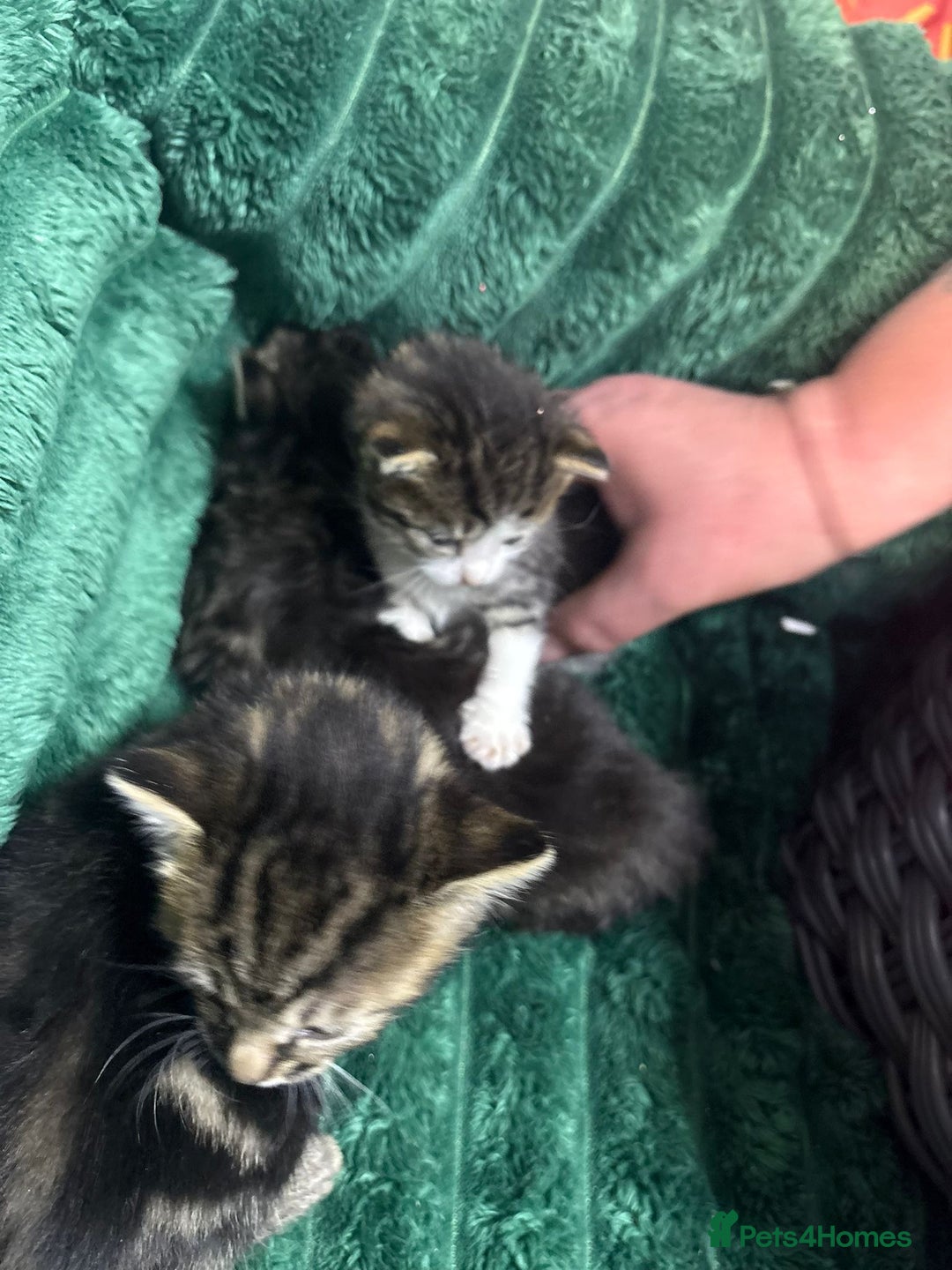 Bengal cats for sale: Adorable little kittens  - Advert 4