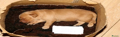 Golden Retriever Puppy 1
