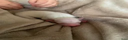 Italian Greyhound dogs for sale: KC Italian greyhound puppies East. Europ lineage - Advert 40