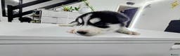 Shepsky dogs for sale: The new generation has arrived 🙌  - Advert 18