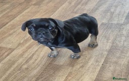 French Bulldog dogs for sale: French bulldog  puppies - Image 8