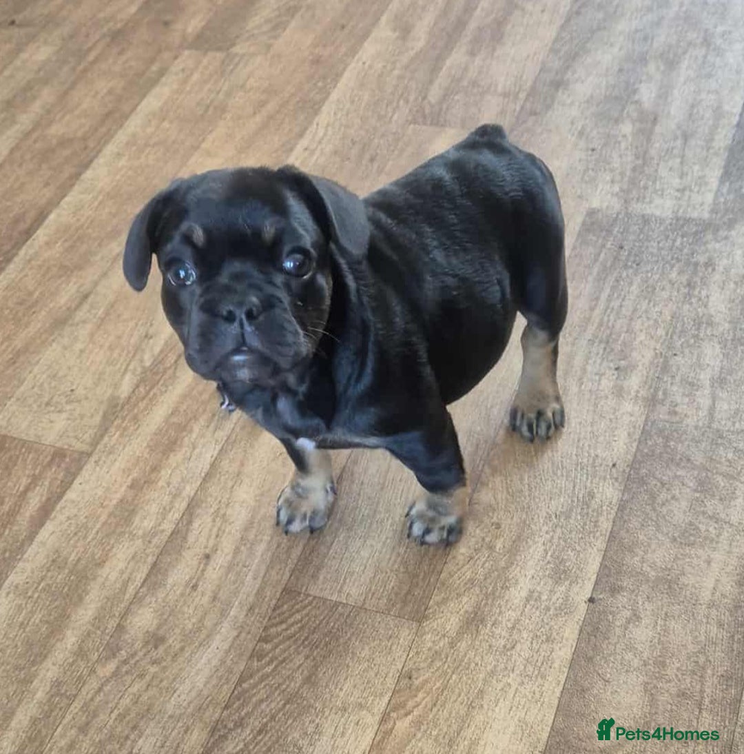 French Bulldog dogs for sale: French bulldog  puppies - Image 8