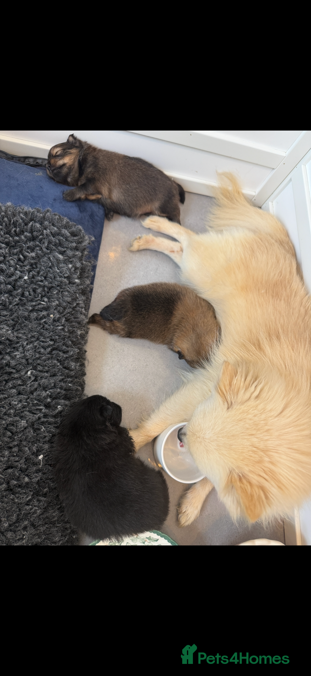 Pomeranian dogs for sale: Beautiful fluffy ** pomeranian babies - Image 10