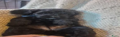 Cockapoo 6