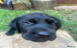 Labrador Retriever dogs for sale: Adorable, black Labrador puppy! - Image 7