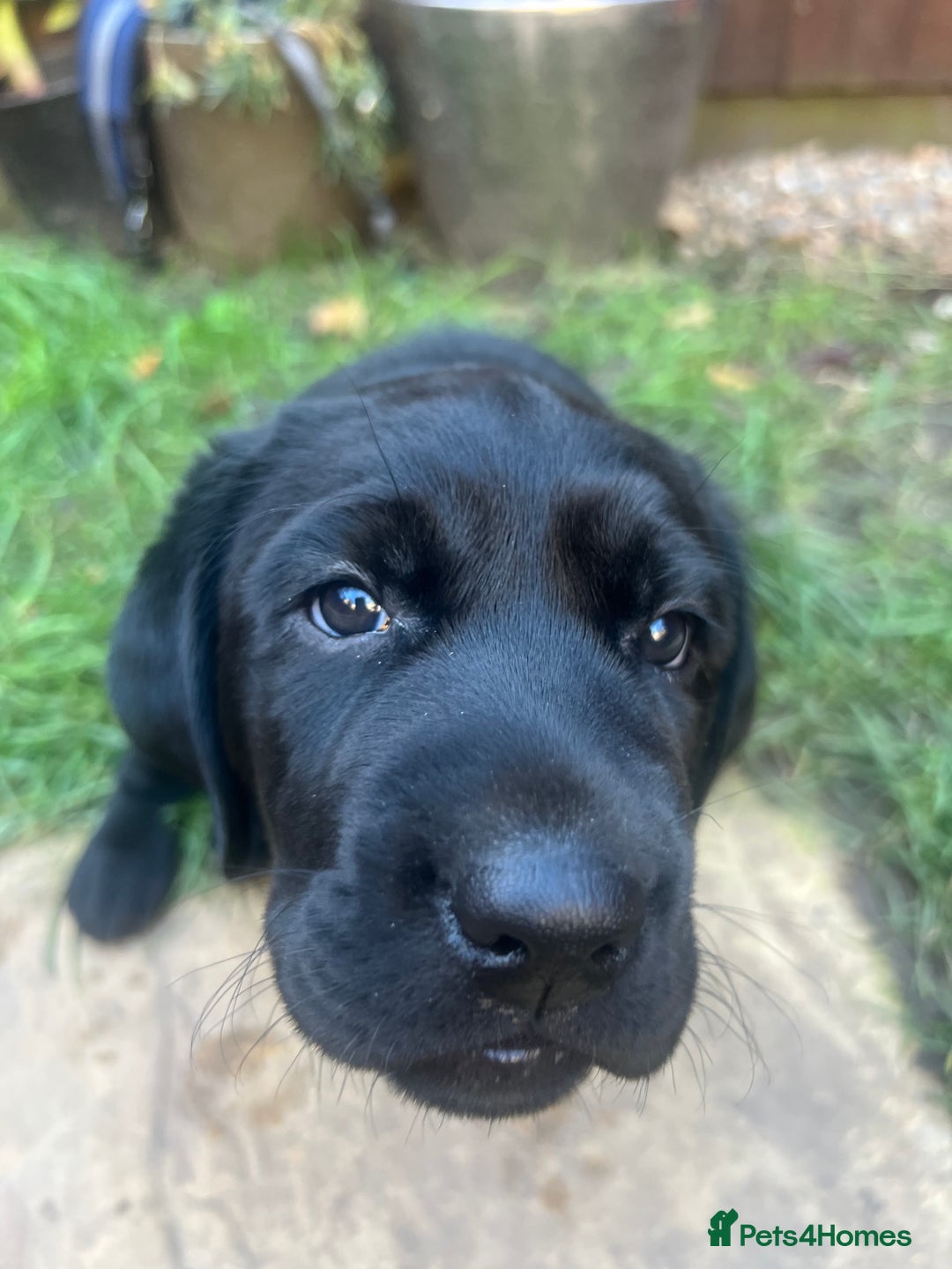 Labrador Retriever dogs for sale: Adorable, black Labrador puppy! - Image 7