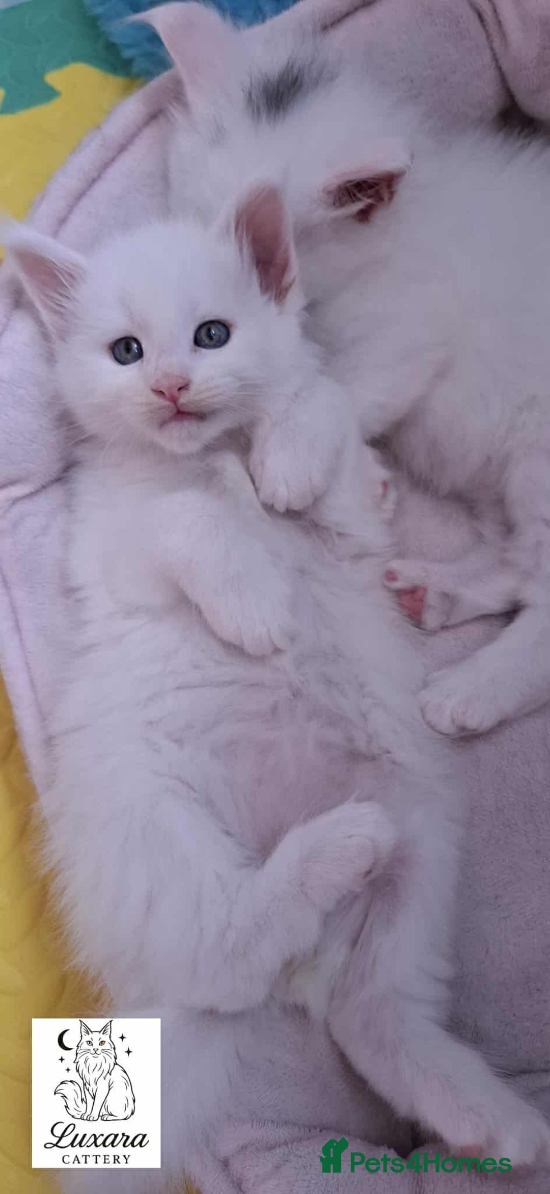 Maine Coon cats for sale: Adorable Purebred Maine Coon Kittens–GCCF/Pedigree - Image 4