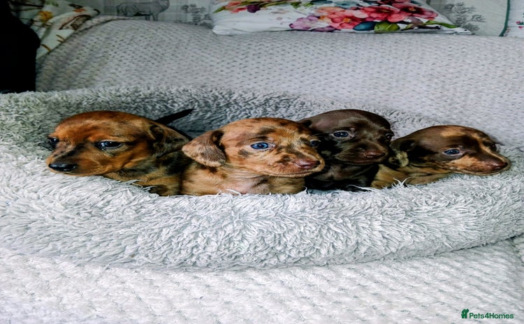 Miniature Dachshund dogs - Advert 6