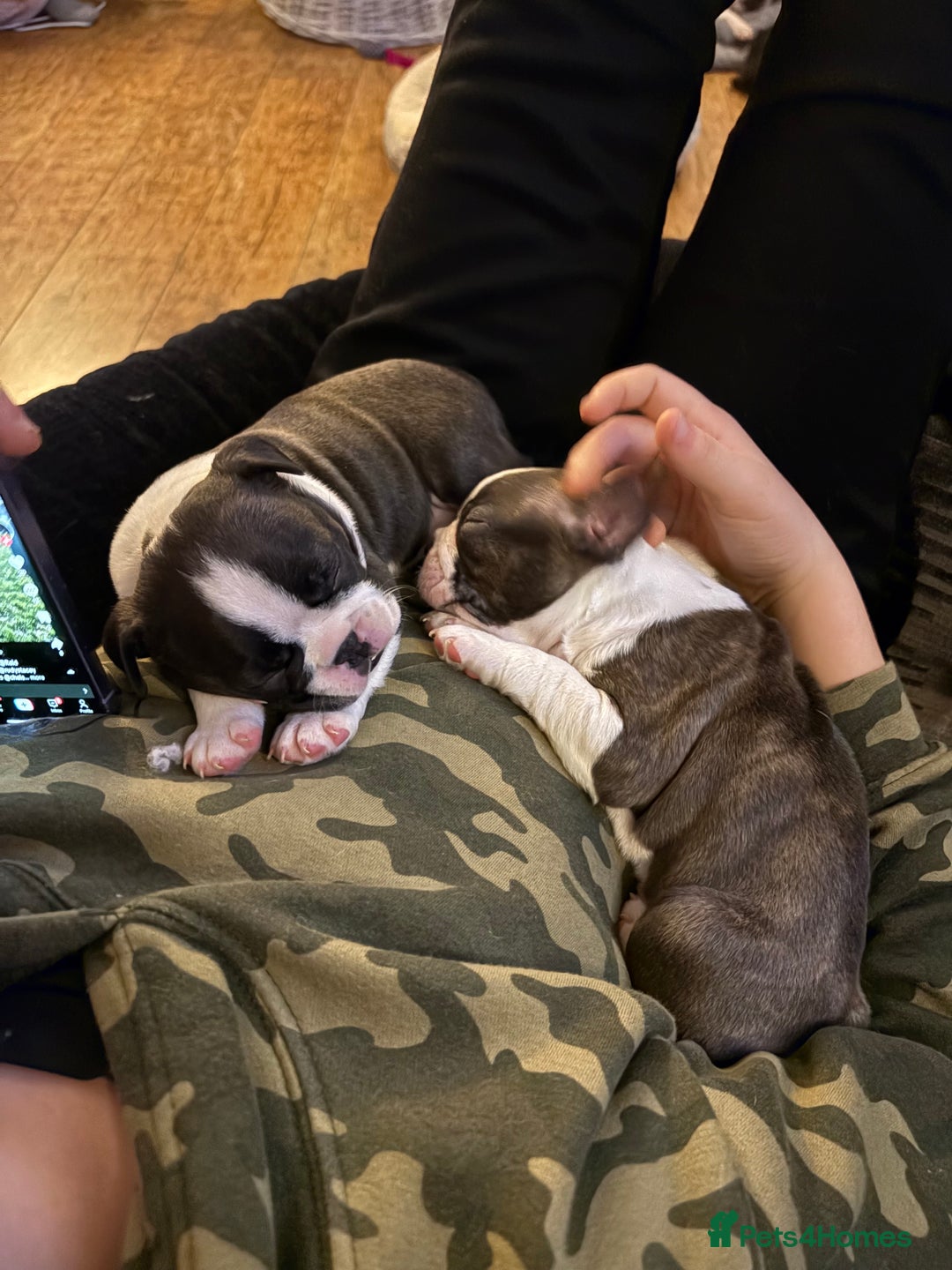 Boston Terrier dogs for sale: Boston Terrier Puppies. Ready in 2 weeks.  - Advert 9