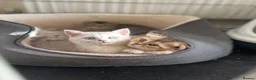 British Shorthair cats for sale: British short hair in Dagenham - Advert 3