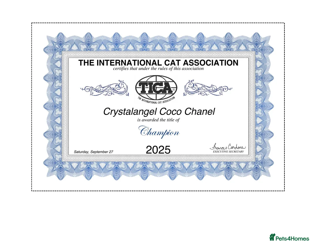 Ragdoll cats for sale: Ragdoll Kitten Boy | CHAMPION PARENTS TICA - Advert 10
