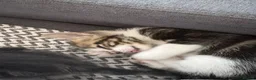 Mixed Breed cats for sale: 2 left girl and boy  ♥️🐱🐱🐱 - Advert 5