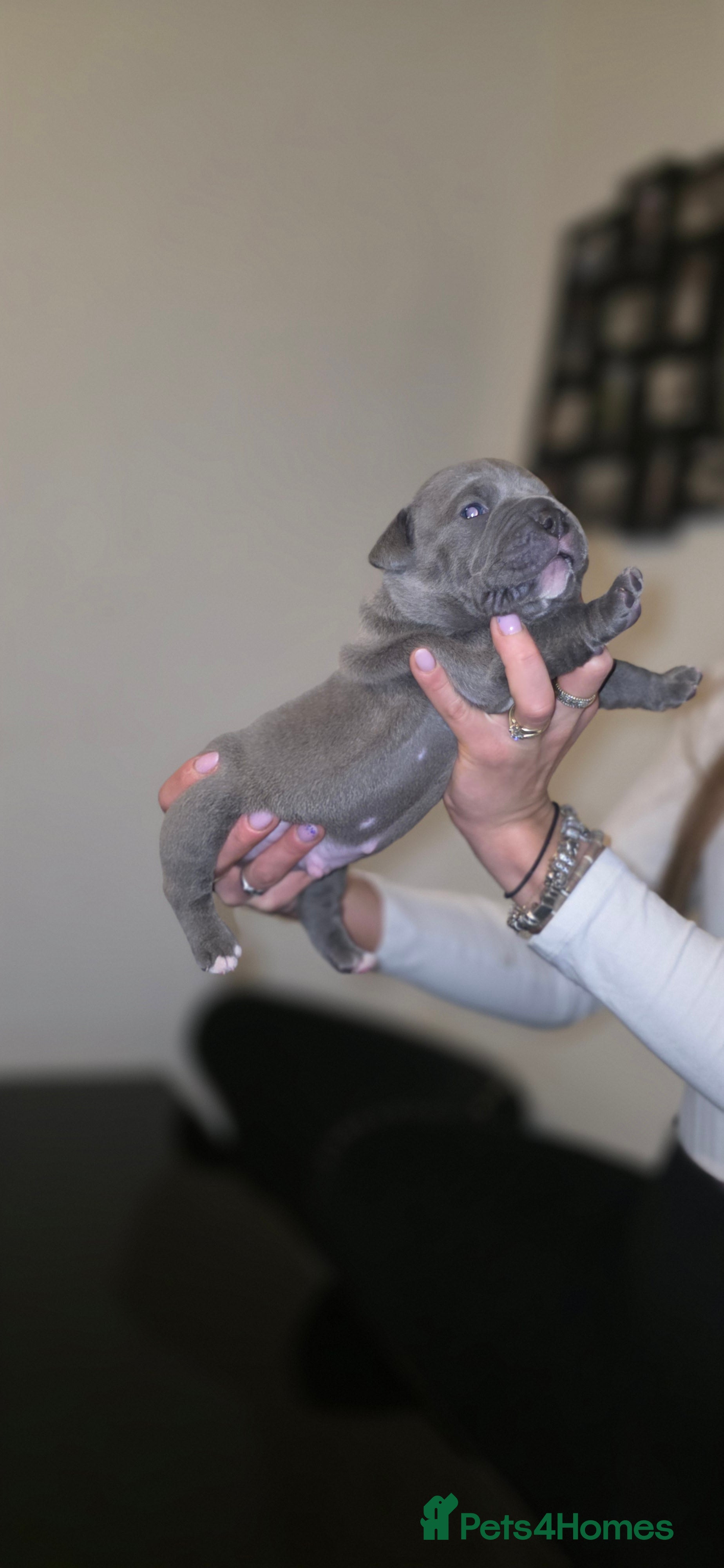 American Bully dogs Exclusive American Bully Pocket Premium Line - Advert 2