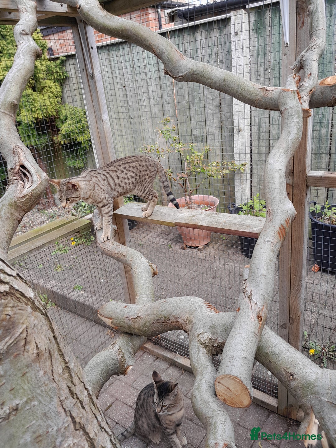 Savannah cats for sale: Pedigree Early generation TICA Reg Savannah Lady in Darlington - Image 26