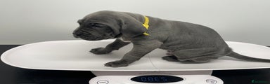 Cane Corso Puppy 4