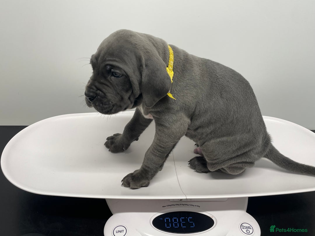 Cane Corso dogs for sale: CANE CORSO TOP QUALITY STRAJANO BLOODLINE FERMINTO - Advert 37