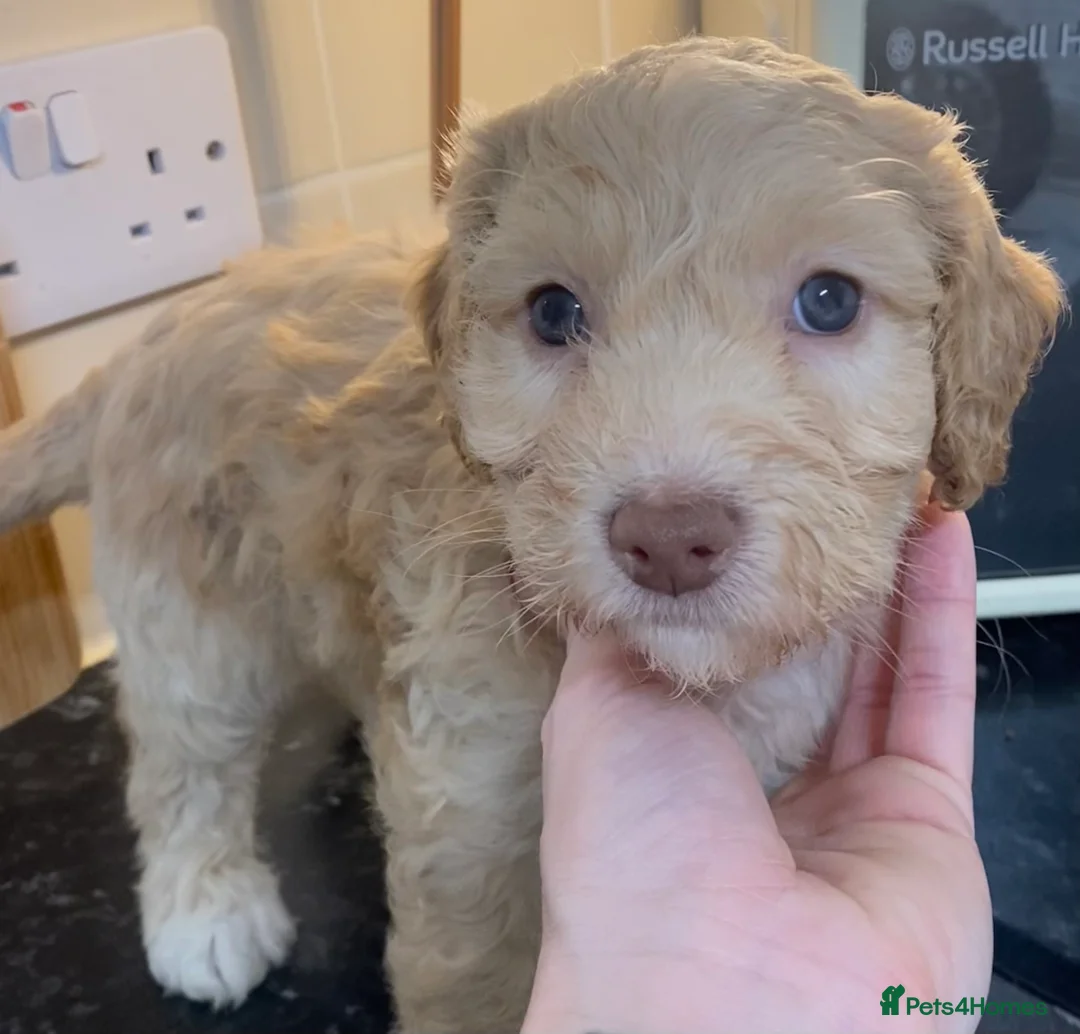 Cockapoo dogs for sale: Beautiful F2 Cockapoo puppies 🏡🐶  - Advert 9