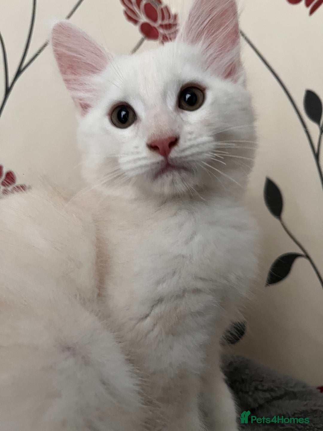 Maine Coon cats for sale: Purebred Maine Coon kitten - Advert 8