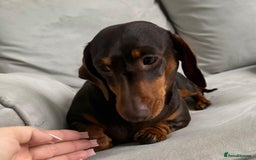 Miniature Dachshund dogs for sale: Beautiful lulu miniature dachshund  - Image 16