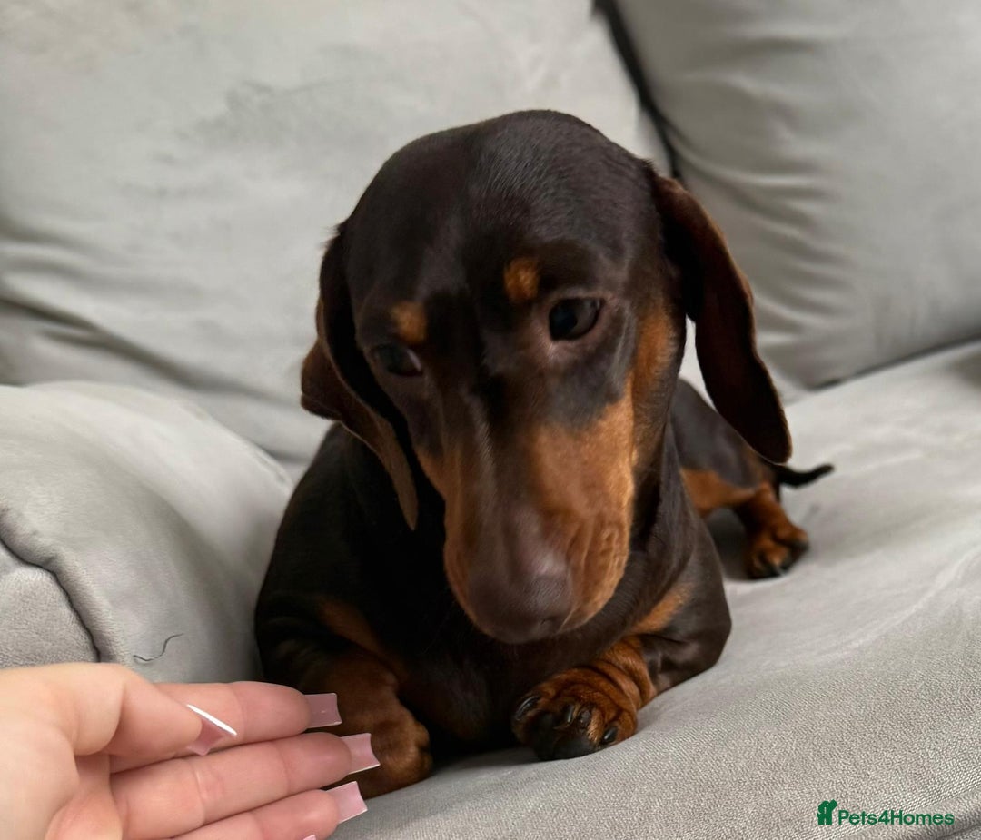 Miniature Dachshund dogs for sale: Beautiful lulu miniature dachshund  - Image 16
