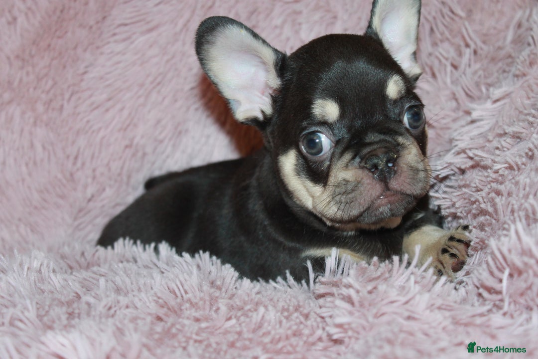 French Bulldog dogs for sale: ULTRA RARE - RAINBOW LITTER NON FLUFFY FRENCHIES - Advert 30