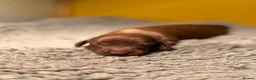 Miniature Dachshund dogs for sale: Beautiful litter of chocolate miniature Dachshunds - Advert 16