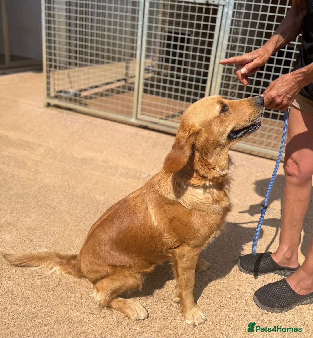 Golden Retriever dogs for sale: KC golden retriever  in Taunton - Advert 1