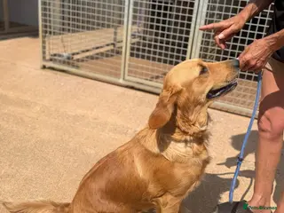 Golden Retriever dogs KC golden retriever - Advert 1