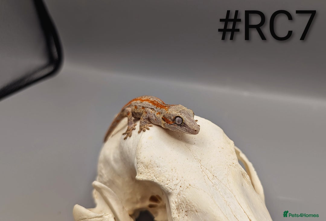 Gecko reptiles for sale: Orange Stripe Gargoyle Gecko CB25 - Image 3