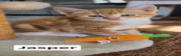 Mixed Breed cats for sale: 4 Beautiful kittens - Advert 21