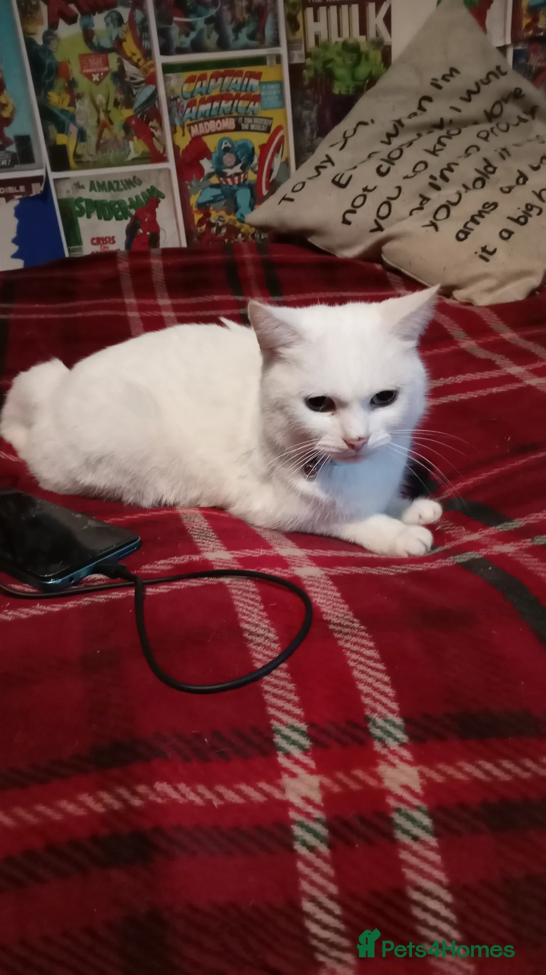 Mixed Breed cats for sale: White female cat  in Rowley Regis - Advert 1