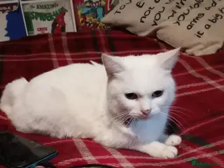 Mixed Breed cats White female cat - Advert 6