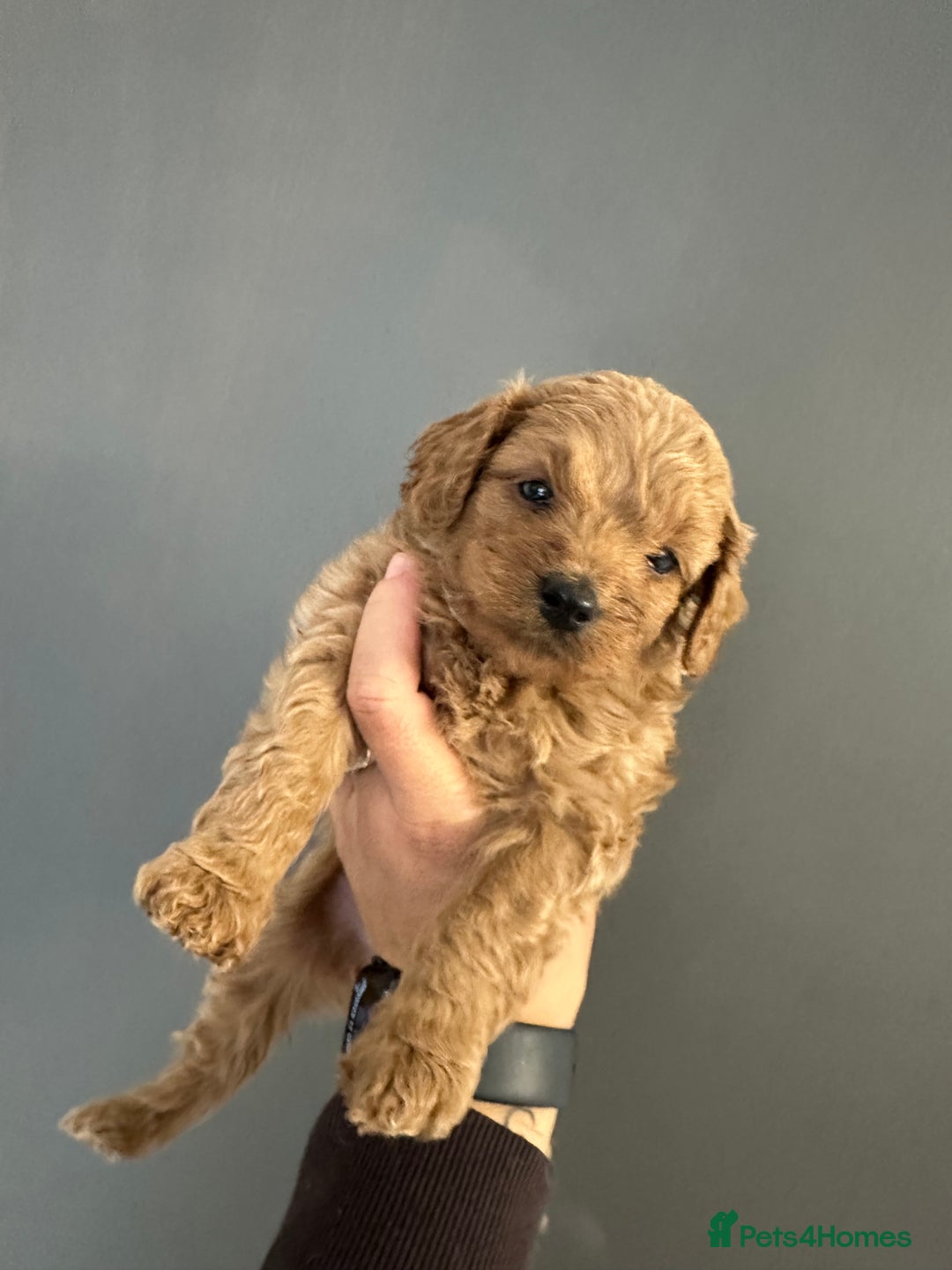 Cavapoo dogs for sale: Amazing quality litter of F1B Cavapoos  - Advert 19