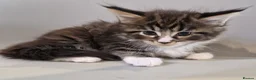 Maine Coon cats for sale: Pedigree XXL mainecoon kittens  - Advert 14